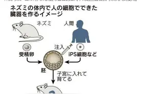 日本为什么要进行“人与兽胚胎实验”？图片