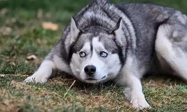 这五种狗狗,不是一般人能养的,没有过硬的实力养不了