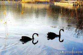 圆明园发生野生天鹅禽流感疫情，正值高致病性禽流感高发期，会传染给人吗？图片
