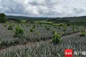 万宁600亩菠萝地套种菠萝蜜新型生态模式初获成功图片