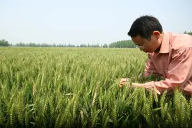 美国的小麦亩产有多少斤？与中国有多大差距？图片