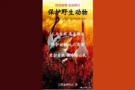 【谁执法谁普法】“爱鸟周”科普，善待大自然的精灵图片