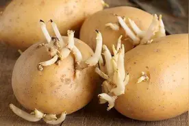 蔬菜水果放置久了发芽了还能吃么？吃错伤身体，不要再错下去图片