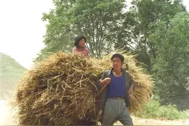 伏牛山人：记得当年收麦时图片