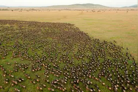 存活率不足40%，杀机四伏的角马大迁徙，自然界七大奇观之一图片