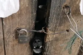 河北：老人离世，两只狗狗无人管，可快饿死的狗狗却依然忠诚守家图片