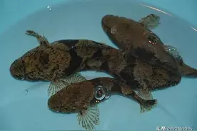 钓友一水塘钓起巨型呆子鱼？那是笋壳鱼！一般钓鱼人根本不懂钓图片