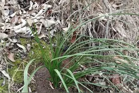 定了！兰花成为保护植物，曾被滥挖30年，如今为何禁止采挖？图片