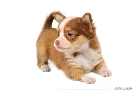 被狗咬到的第十天，感觉头晕图片