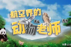 飞不上火星，它们也是人类飞行的“老师”图片