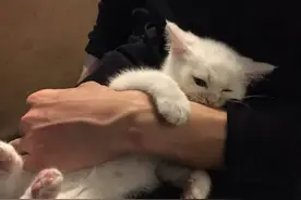 抱猫的男孩子一定超级温柔～图片