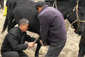 传说中的“钉马掌”是怎么回事？时尚还是保护图片