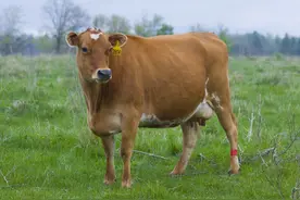 牛发生胀肚如何处理？图片