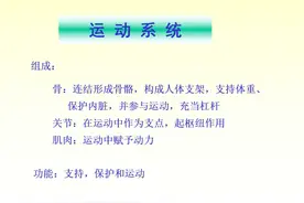 人体解剖学「运 动 系 统」骨学详解ppt课件，免费领取图片