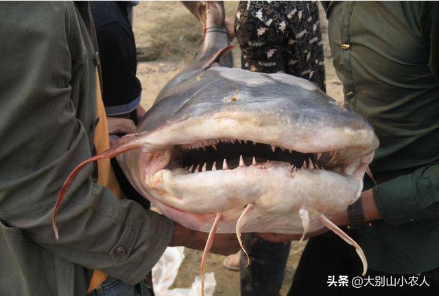 恒河巨型鲶鱼吃人,毒素中的狂欢:恒河大壶节引来百万食人鲶,肮脏至极