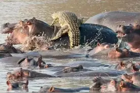 嘴咬大犀牛，脚踩尼罗鳄，称霸一方的河马却“干不过”狮子？图片