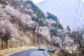 十里桃花路！京郊醉美花海公路，遇见最美春天图片