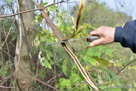 一只能毁一棵槐树，却被当成宝，以前能换米粮，如今上千元一斤图片