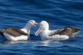 幸福婚姻和美好爱情的关键因素之一:忠诚图片
