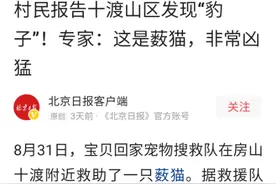 薮猫现身北京十渡，我国无此兽，为何会在野外发现？还对它保护？图片