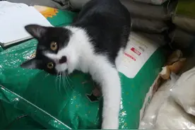 喵星人自述：我是一只生在寺院的猫，师父给我起法名叫 妙智图片