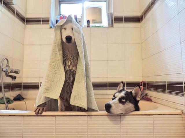 狮王宠物沐浴露去鸡皮肤