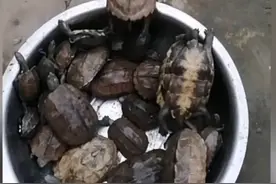 洪水侵袭，湖北荆门稻田里乌龟密密麻麻，当地老乡:发财了图片