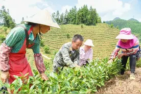 深度剖析贵州茶树管理技术要点图片