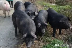 2万元高山黑猪肉免费送，陈小村又要开新店啦图片