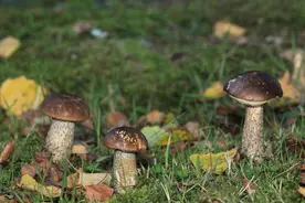 童年----修行的序章之采蘑菇图片