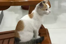 工地长大的小猫咪，经常抢安全帽戴图片