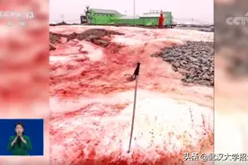 一夜变红！南极突然出现“红色雪”！央视揭秘：冰川融化加速！图片