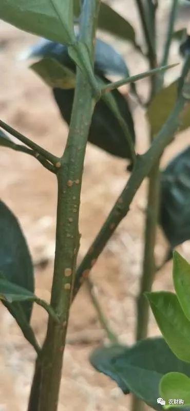 婧冪枴鐥呭浣曟牴娌伙紵鏌戞鎬庝箞鍍忓崡鐡滀竴鏍凤紵鑶ㄦ灉绋虫灉鍙互杩欎袱涓偉涔堬紵