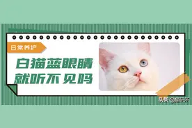 猫咪是真“耳背”还是懒得搭理我？3步教你判断图片