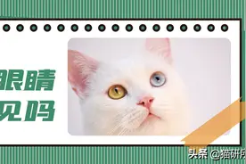 猫咪是真“耳背”还是懒得搭理我？3步教你判断图片