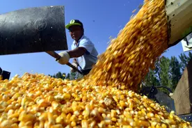 玉米、小麦“冰火两重天”，7月是卖是留？粮商：再不出手亏惨了图片