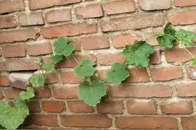 支离破碎的梦境……图片