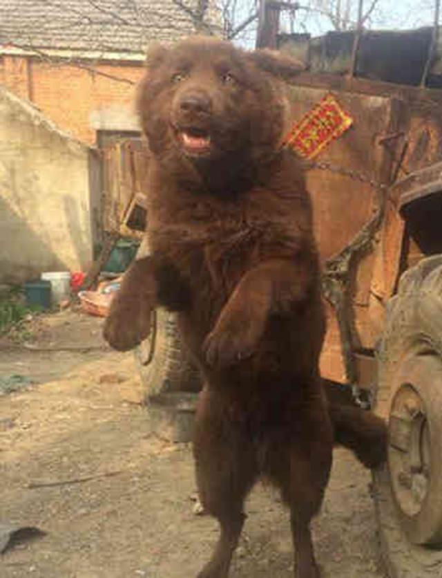 长得最像熊的6种狗狗，熊：最后的那只，真的不是我家属吗？