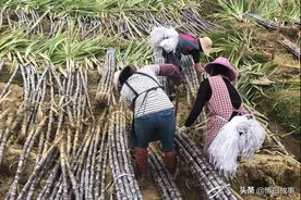 最苦的农民是种甘蔗的农民，广西蔗农有6大理由不容驳斥图片