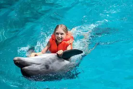 超越物种的友谊：为何海豚在大海里，不顾自身危险也要救助人类？图片