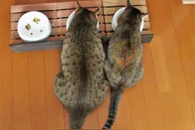 猫妈妈生下3只小猫，2只橘猫很瘦弱，剩下那只简直是“巨猫”！图片