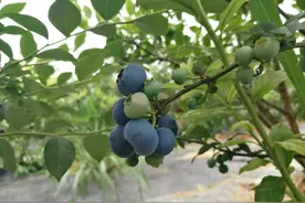 蓝莓成熟季节，自然生长，非反季节种植图片