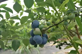 蓝莓成熟季节，自然生长，非反季节种植图片