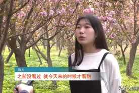 魏县魏祠公园：樱花花开正当时图片
