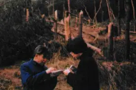 1994年，贵阳400亩松树林一夜间被拦腰截断，当时发生了什么？图片