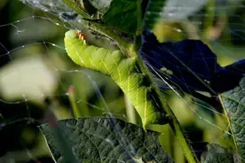 河南小伙一边种豆一边养殖豆青虫年入几十万图片