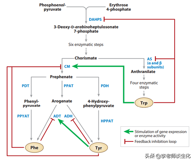 氨基酸的合成代谢与必需氨基酸（二）