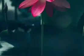 《清静经》读诵及译文图片
