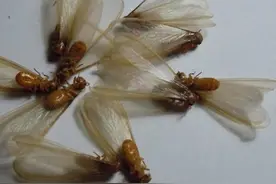 白蚁纷飞的季节要这样做更好预防白蚁图片