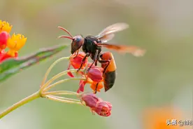 ​马蜂每年都会在冬季前全部死亡，怎么死的？2种方式，过程很凄惨图片